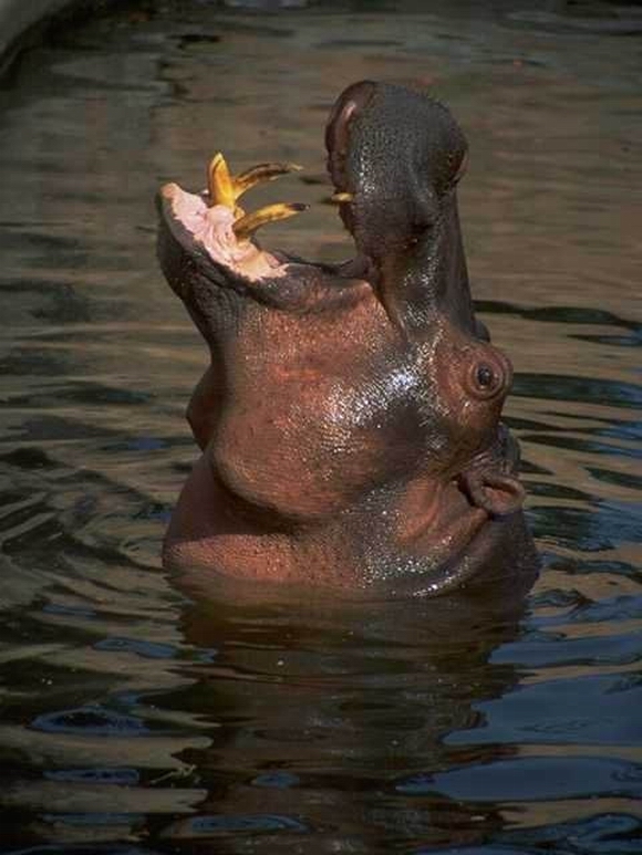 HIPPO LAUGHING