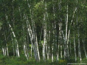 TERRY'S WHITE BIRCHES with name brightened
